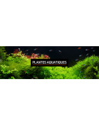 Plantes Aquatiques