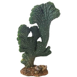 Hobby Cactus Victoria 2