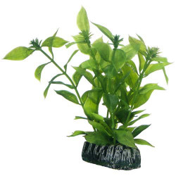 Hobby Hygrophila 13cm