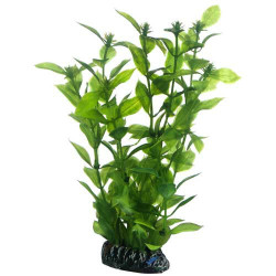 Hobby Hygrophila 20cm