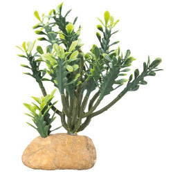 Hobby Euphorbia M