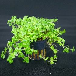 Bacopa australis Pot 5cm