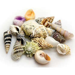 Hobby Sea Shells Set S