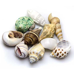 Hobby Sea Shells Set M