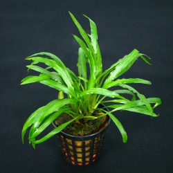 Cryptocoryne costata Pot 5cm