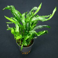 Microsorum narrow leaf Pot 5cm