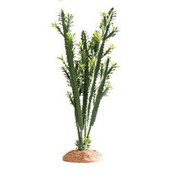 Hobby Euphorbia L