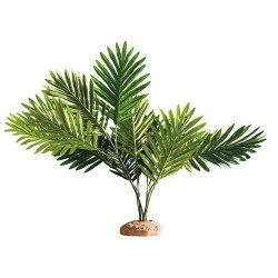 Hobby Palm / Palmier