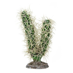 Hobby Cactus Simpson