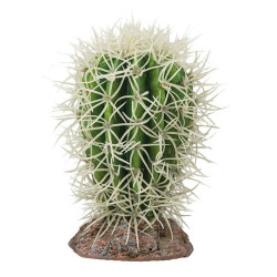 Hobby Cactus Great Basin