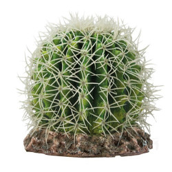 Hobby Cactus Sonora M