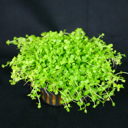Micranthemum umbrosum Pot 5cm
