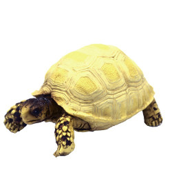 Hobby Turtle 3