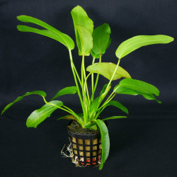 Echinodorus tricolor Pot 5cm