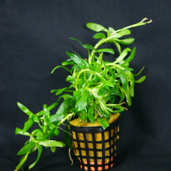 Heteranthera zosterifolia...