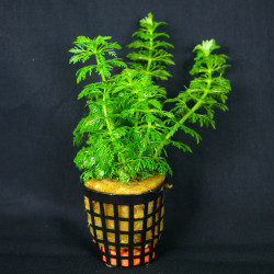 Limnophila sessiliflora Pot...