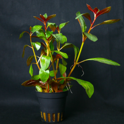 Ludwigia repens diamond red...