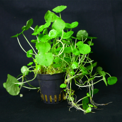 Hydrocotyle leucocephala...