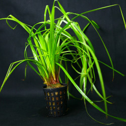 Cyperus helferi Pot 5cm