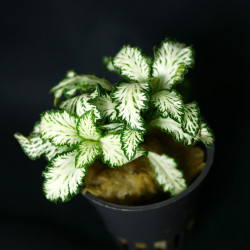 Fittonia white Pot 5cm