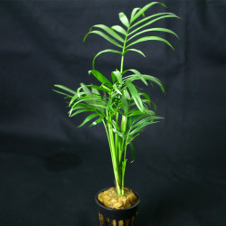 Chamaedorea elegans Pot 5cm