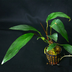 Anubias lanceolata Pot 5cm