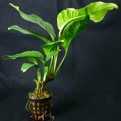 Anubias heterophylla Pot 5cm