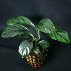 Anubias coffeefolia Pot 5cm