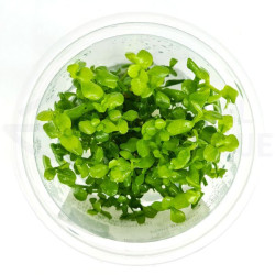 Bacopa Monnieri In Vitro 5cm