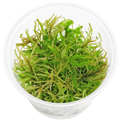 Ludwigia sp White In Vitro 5cm