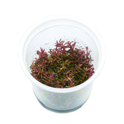 Rotala Macrandra In Vitro 5cm