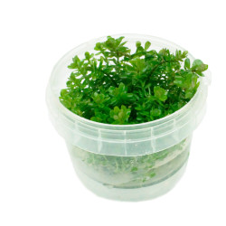 Rotala rotundifolia In...