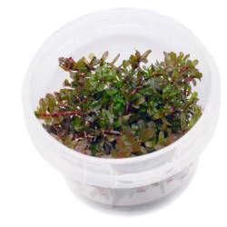 Rotala sp. 'Colorata' In...