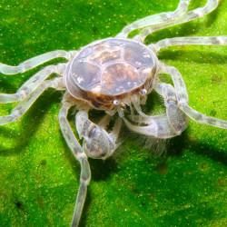 Limnopilos sp S-M (Crabe...
