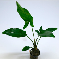 Anubias hastifolia Pot 5cm