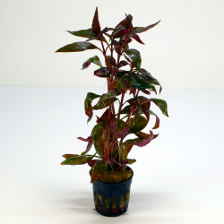 Alternanthera cardinalis...