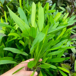 Echinodorus horemanii green...