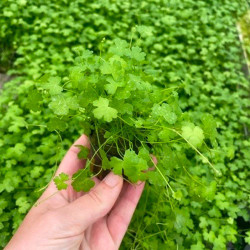 Hydrocotyle tripartita Pot 5cm