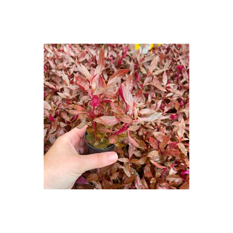 Alternanthera cardinalis rosanervig Pot 5cm