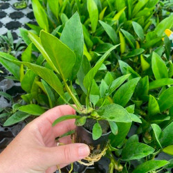 Anubias congensis Pot 5cm