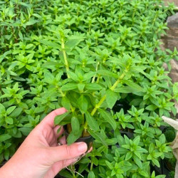 Limnophila aromatica green Pot 5cm