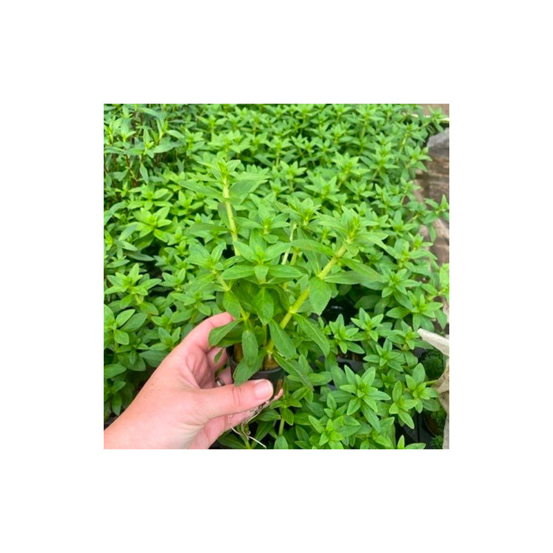 Limnophila aromatica green Pot 5cm