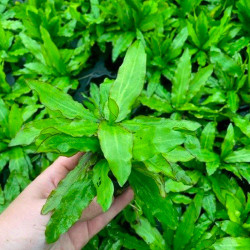 Echinodorus major (martii) Pot 5cm