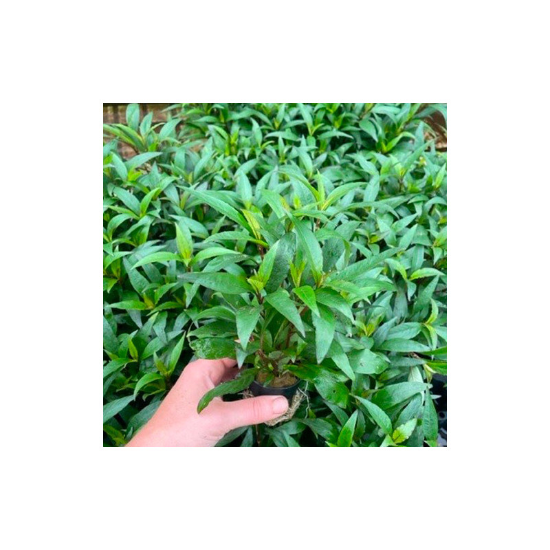 Hygrophila angustifolia Pot 5cm