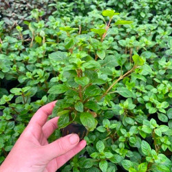 Ludwigia palustris red Pot 5cm