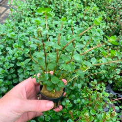 Rotala rotundifolia Pot 5cm