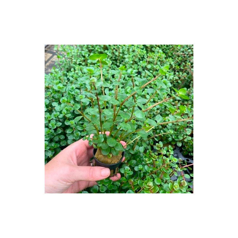 Rotala rotundifolia Pot 5cm