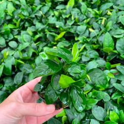 Anubias nana Pot 5cm