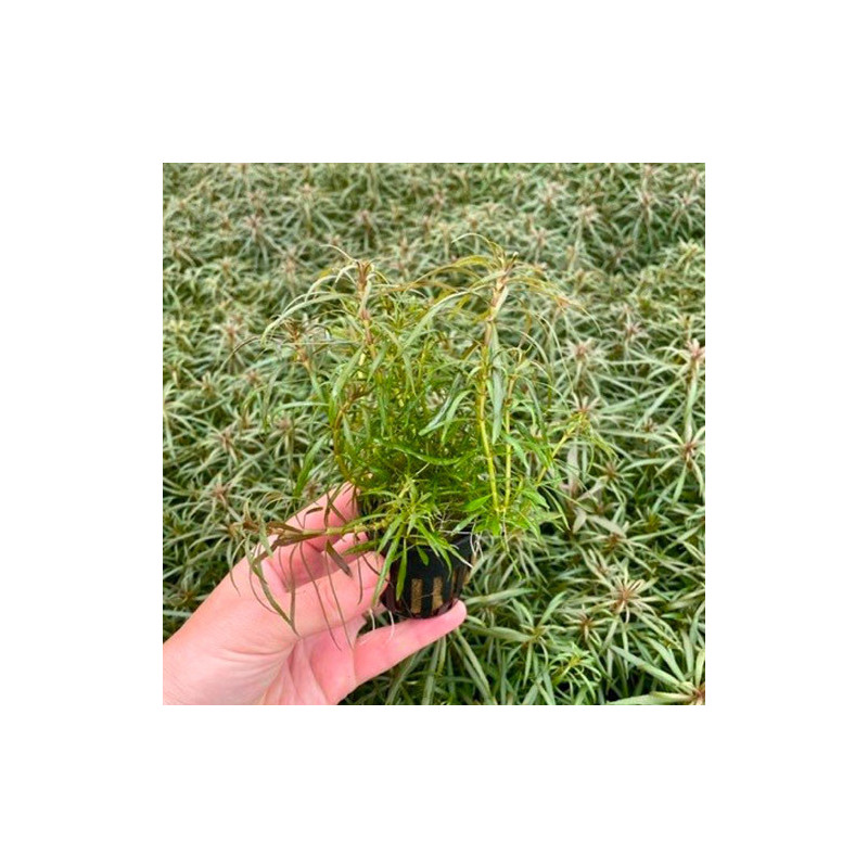 Eustralis stellata Pot 5cm