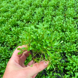 Glossostigma elatinoides Pot 5cm